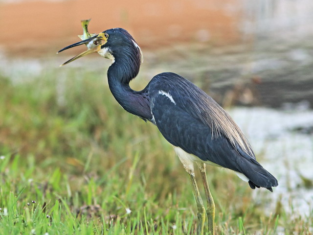 Tricolored Heron with fish 04-20200813