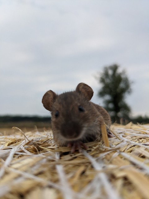 #mouse