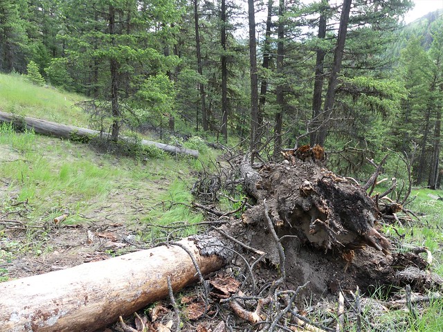 13 Mile Trail June 2020 root wad by Sharleen Puckett