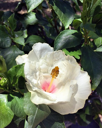 pipecreek texas usa flower white apple iphonese hibiscus