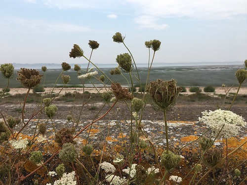 Wild carrot and lichen Faversham to Whitstable