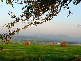 Hay bales under the trees
