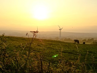Wind turbines and umbellifers