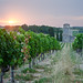 Sunrise over a Cahors vineyard