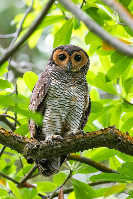 200812 - Spotted Wood Owl (斑林鸮)