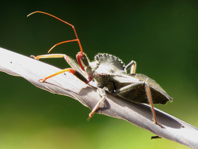 Este insecto rueda exhibe una cresta dentada distintiva  que emplea como defensa dorsal. Su presencia es una señal de ecosistemas sanos, libres de pesticidas.