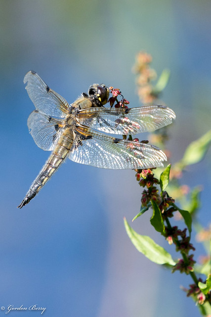 4 Spotted Chaser 23-Jul-20_G _018