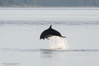 Early morning dolphin watching at Chanonry Point