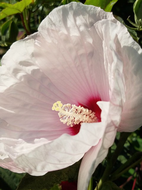 A Bi-colored Rose Of Sharon Flower In My Neighborhood. Hibiscus syriacus.
