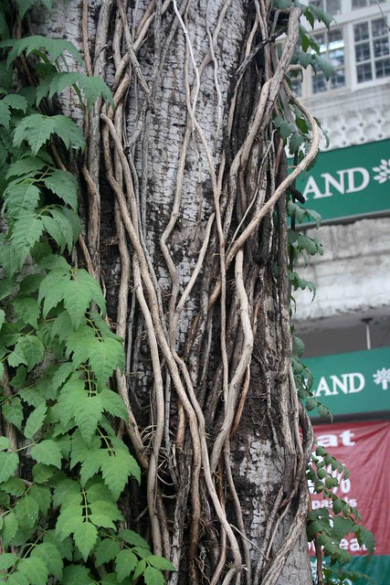 City Landmark - Semal Tree, Connaught Place