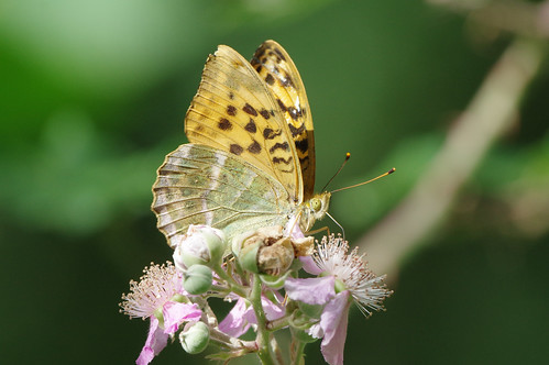 argynnispaphia cambridgeshire waresleywood butterfly fritillary insect nature silverwashed wild wildlife