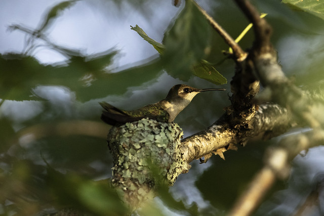 Ruby-throated hummingbird on nest looking for insects to feed on in Aitkin, Minnesota