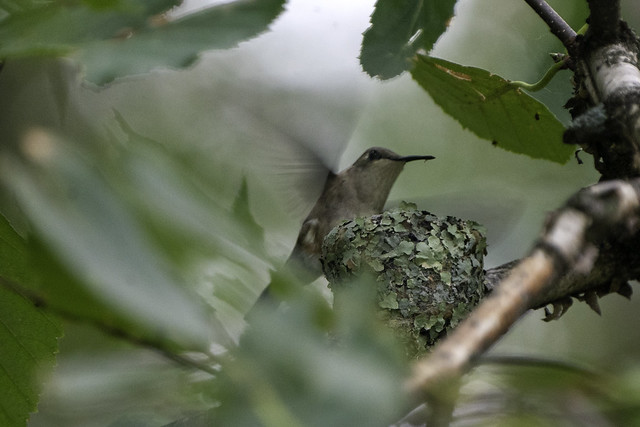 A Ruby-throated hummingbird returns to her nest in Aitkin, Minnesota