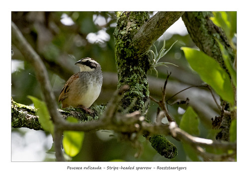 peucaearuficauda stripeheadedsparrow roeststaartgors birds sparrows nature wildlife portrait costarica turrucares myprivatepark nikon d500 afsnikkor200500f56e jansphotostream2020