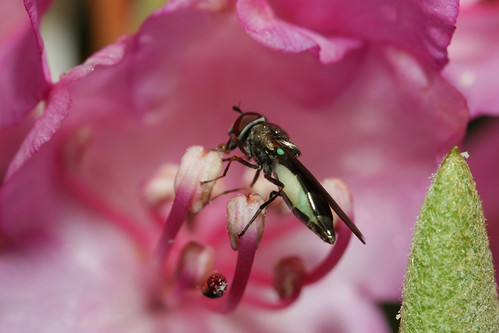insect diptera fly syrphidae syrphinae melanostoma melanostomamellinum northcarolina roanmountain canonef100mmf28macrousm inaturalist
