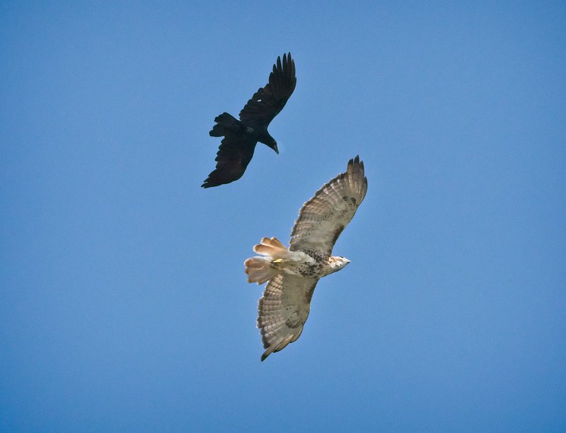 Fish crow and red-tailed hawk