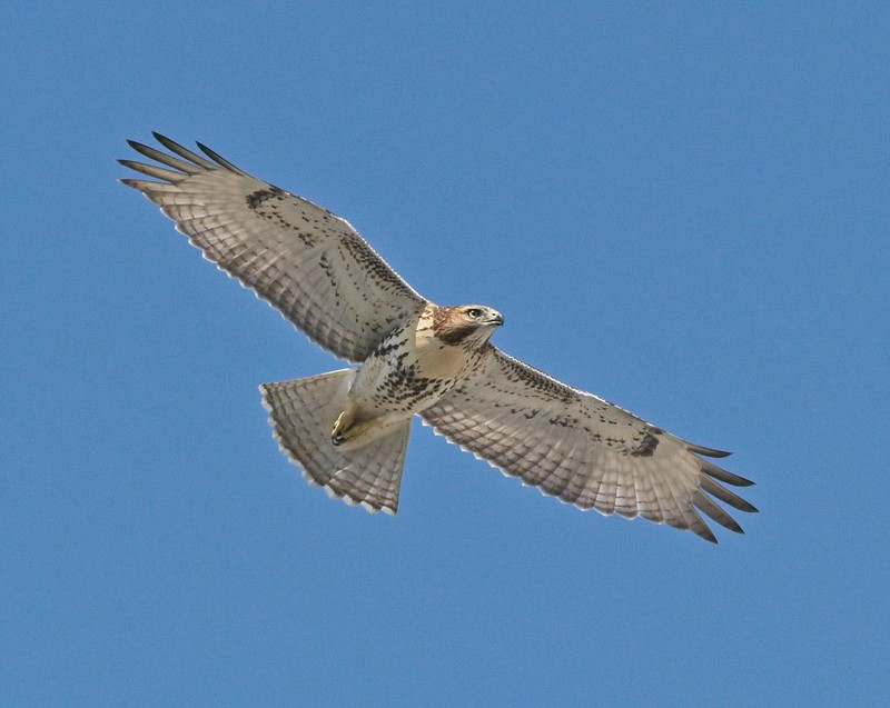 Governors Island red-tail fledgling