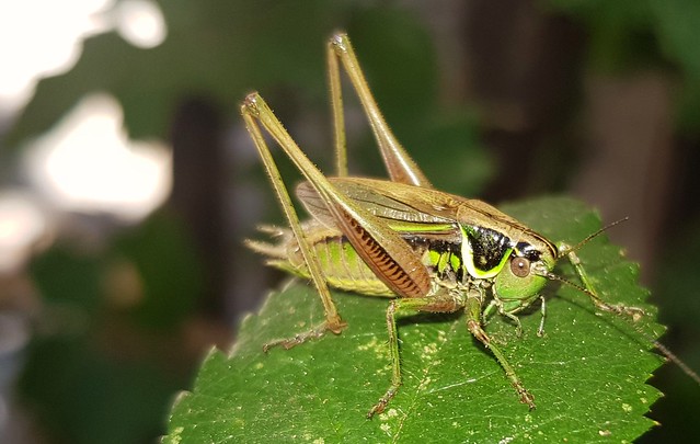 life in my garden - a wonderful grasshopper