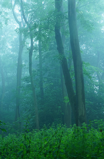 Misty Summer Woods
