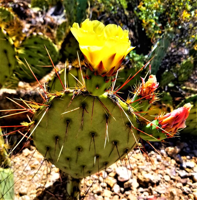 Lone Prickly Pear