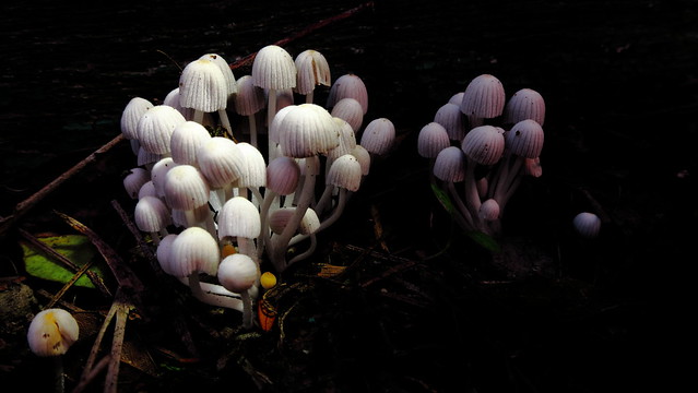 mushroom light 2