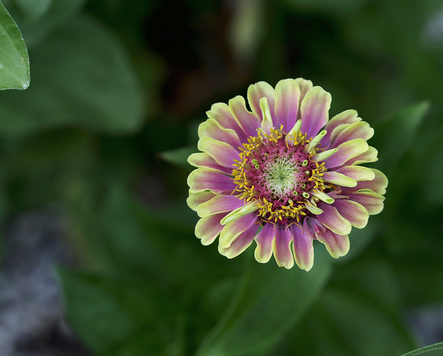 Queen Lime with Blotch zinnia