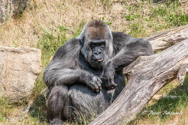 Gorilla, Apenheul Apeldoorn
