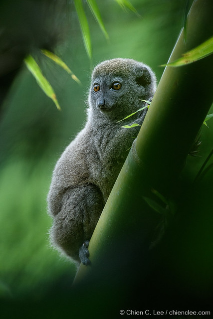 Northern Bamboo Lemur (Hapalemur occidentalis)