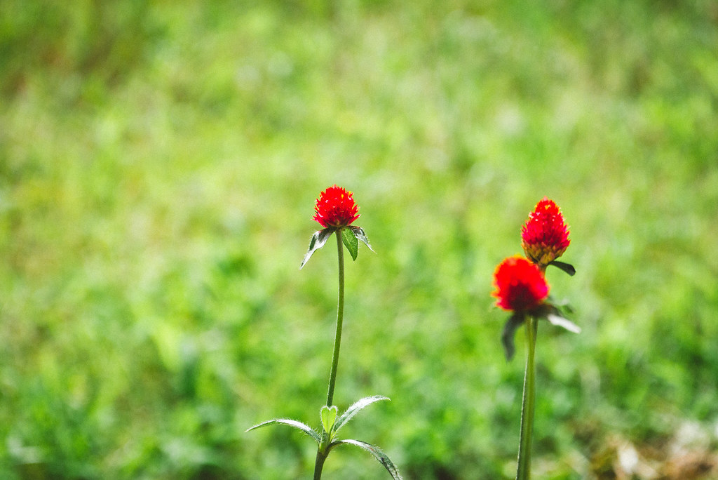 Panasonic GX1 + G vario 35-100mm F4-5.6