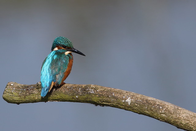 Kingfisher on perch