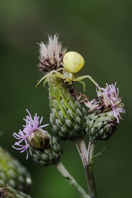 Flower Spider - Misumena vatia (Clerck, 1757) - Gewone kameleonspin.