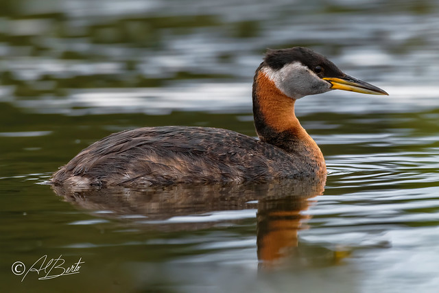 Red-necked Grebe / Grèbe jougris