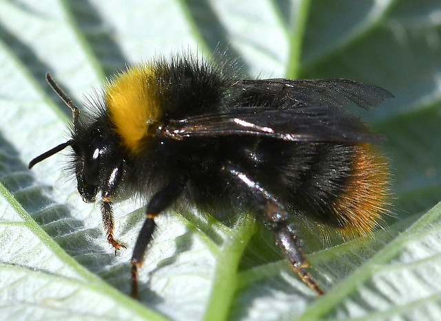 Ängshumla / Early Bumblebee (Bombus pratorum) hona, arbetare
