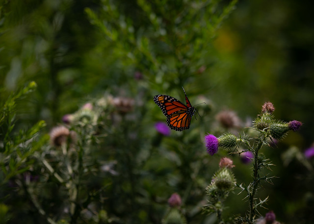 Lakefront Nature Preserve