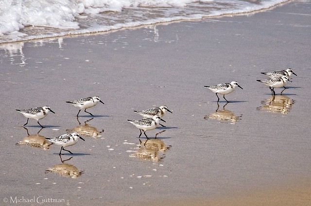 Sanderlings on the Beach, Part 2