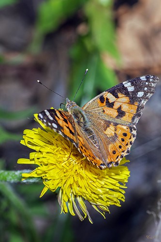 Summer on the wings of a butterfly / Лето на крыльях бабоч… | Flickr