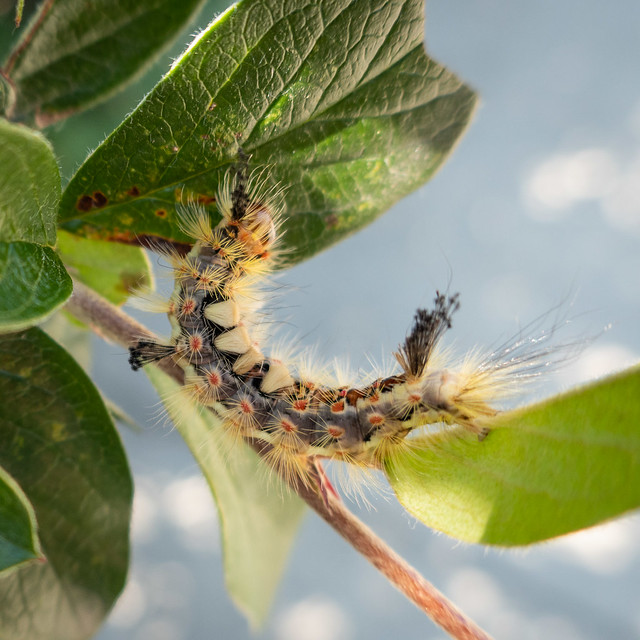 Rusty Tussock Moth caterpillar