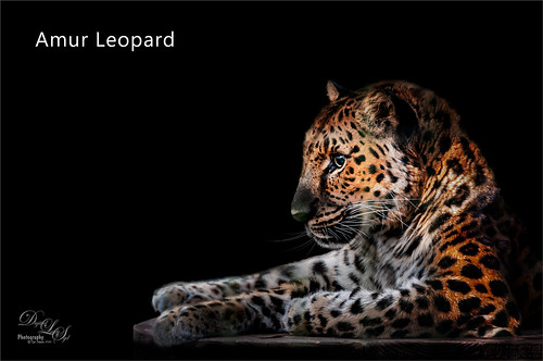 Image of an Amur Leopard at the Jacksonville Zoo