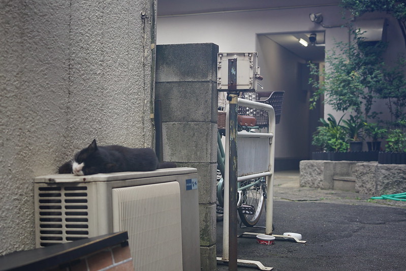 Sony α7Ⅱ+TAMRON 28 200mm f2 8 5 6 RXD裏庭の守り猫たまこさん