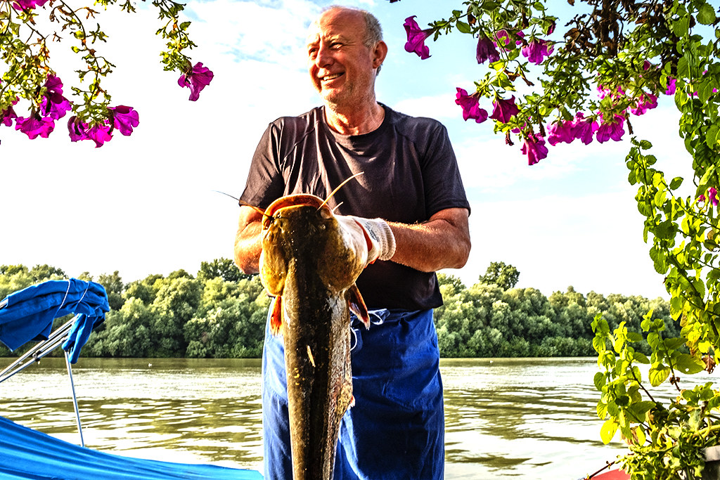 Man with catfish caught in Danube on 8-15-20--Belgrade