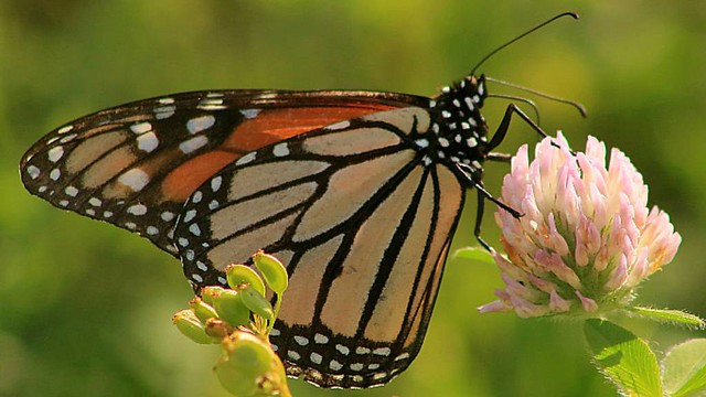 2020 Monarch Butterfly 098 - Danaus Plexippus