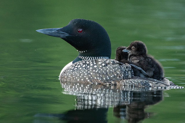 Common loon carrying 2 chicks.