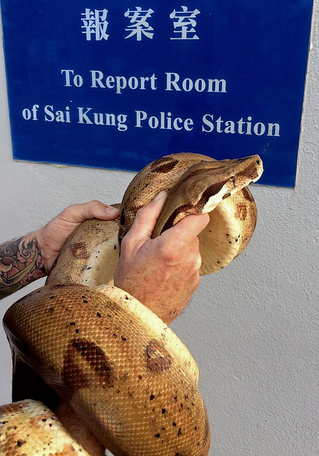 Python in Trouble