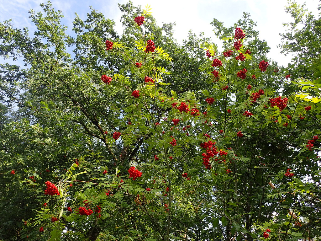 Sorbus aucuparia | Sorbier des oiseleurs - Rowan - Serbal de… | Flickr