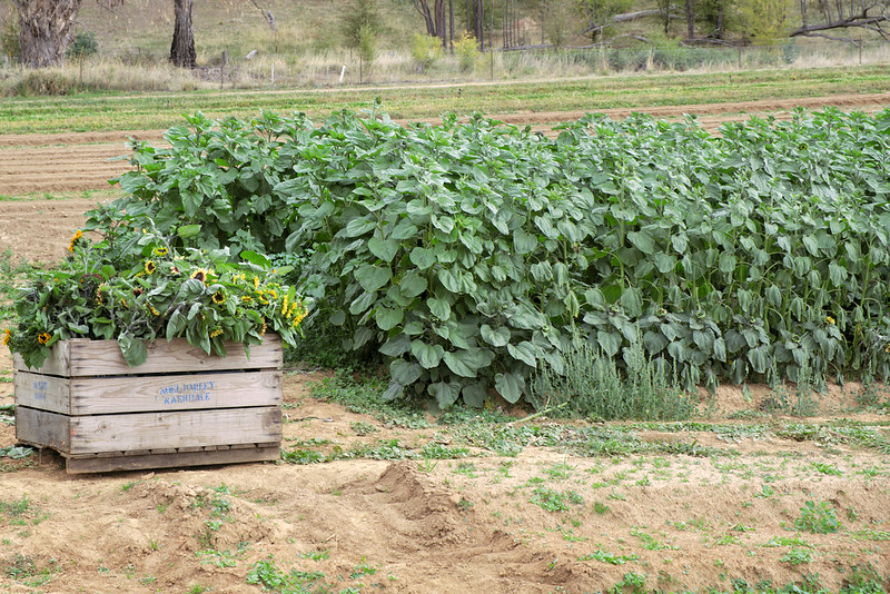 Sunflower harvest, Mayfarm Flowers