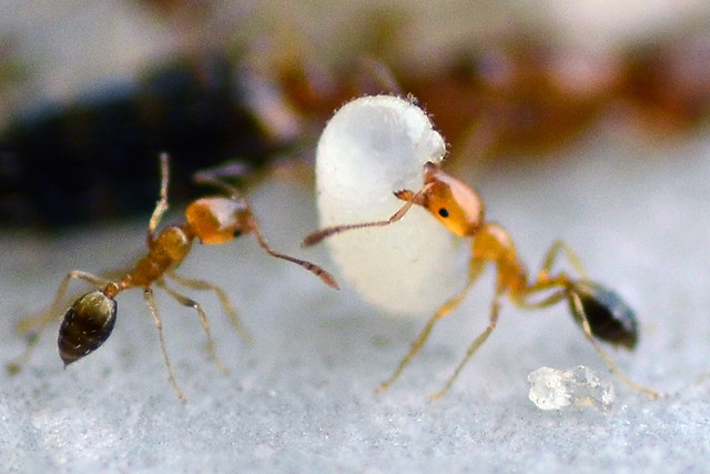 16 frames to share you a little story of red ants-  Frame 12/16: Rest of the worker ants were restlessly carrying their duties with perfect coordination. I got awestruck by their organized behaviour, planning, and labour to meet-up a sudden crisis!
