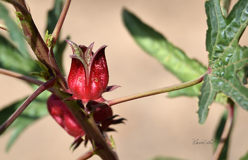 Red Hibiscus | by David Lev