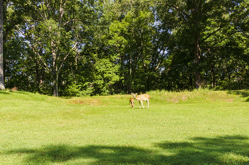 fort donelson national park tennessee civil war battlefield the south doe fawns outdoor landscape animals wild