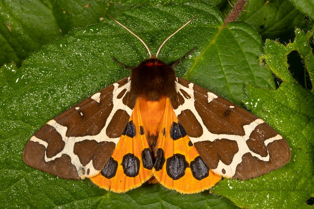 Garden Tiger Moth or Brauner Bär (Arctia caja)