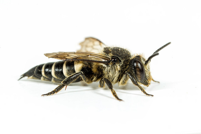 Sharp-tailed Bee - Female
